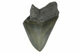 Partial Fossil Megalodon Tooth - Serrated Blade #338809-1